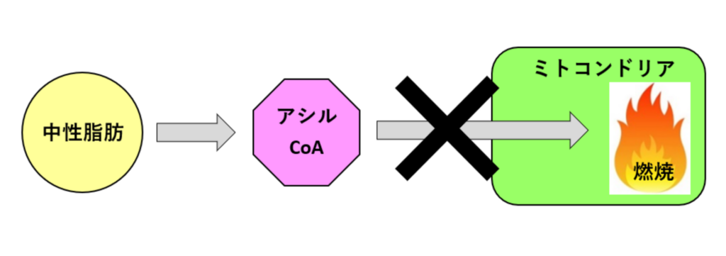 アシルcoaの説明