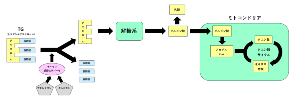 解糖系とミトコンドリアの解説