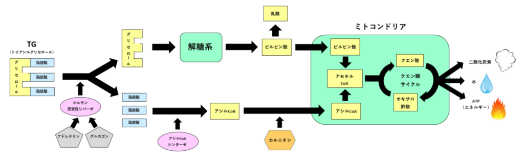 脂肪酸の酸化の解説